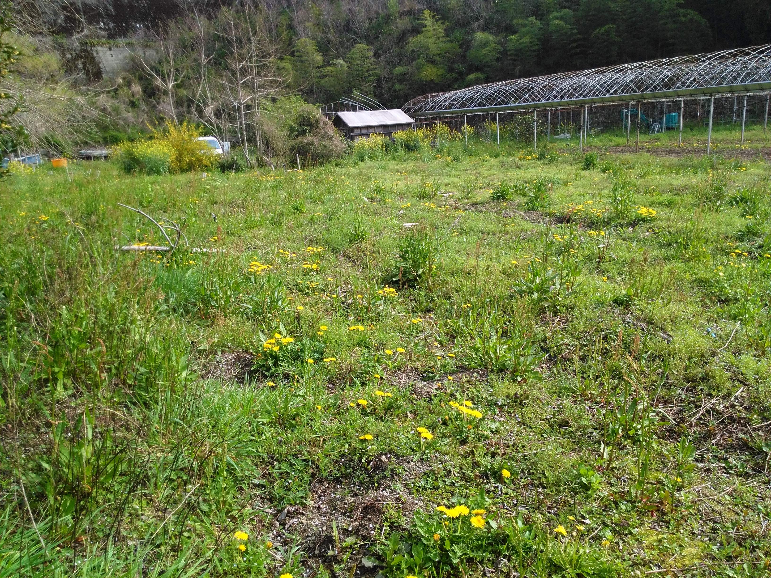 narumi farm 2016 タンポポ畑でした。