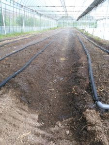 灌水設備制作と定植